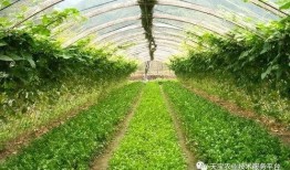 爆料辽宁蔬菜种子视频